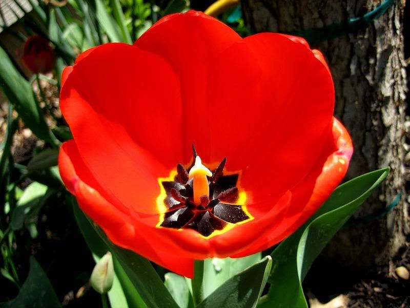 Photo Sharing and Video Hosting at Photobucket